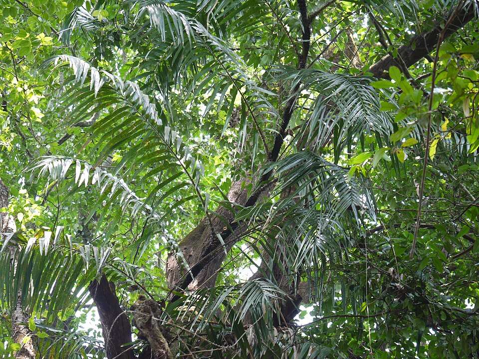 File:Thatiyan Cuural (Malayalam- തടിയന്‍ ചൂരല്‍) (5661614812).jpg