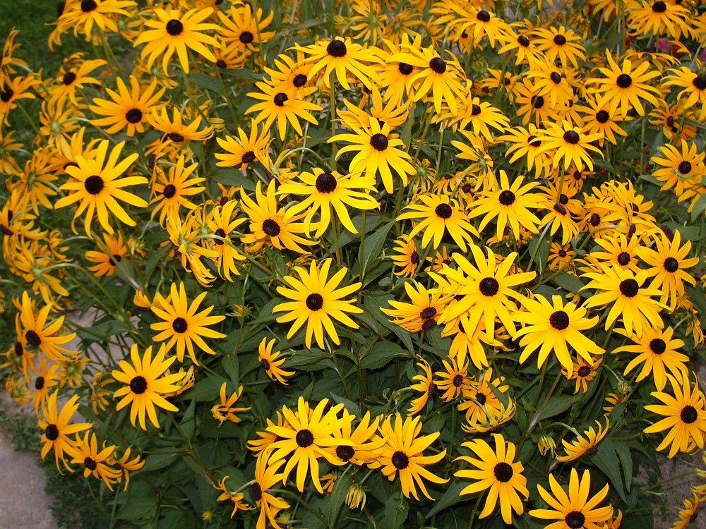 rudbeckia